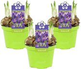 3x Grootbloemige krokus Crocus 'King of the Striped' paars in kwekerspot