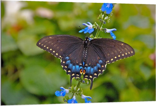 Dibond - Bruin/Blauwe Vlinder op Groene Plant - 120x80cm Foto op Aluminium (Wanddecoratie van metaal)