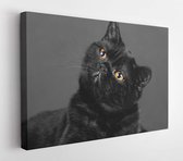 Onlinecanvas - Schilderij - Studio Portrait Dreaming Cat In Darkness Art Horizontal Horizontal - Multicolor - 60 X 80 Cm