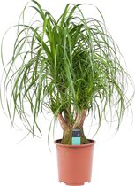 Hellogreen Kamerplant - Beaucarnea Olifantenpoot - Vertakt - 100 cm