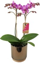 Orchidee van Botanicly – Orchidee in gouden keramiek pot 'Julia' als set – Hoogte: 50 cm, 2 takken – Phalaenopsis Multiflora Vienna