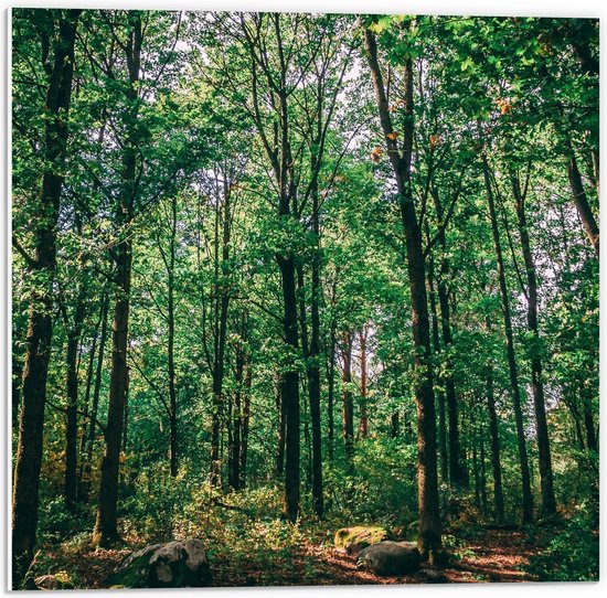Forex - Arbres de couleur verte dans la forêt - Photo 50x50cm sur Forex