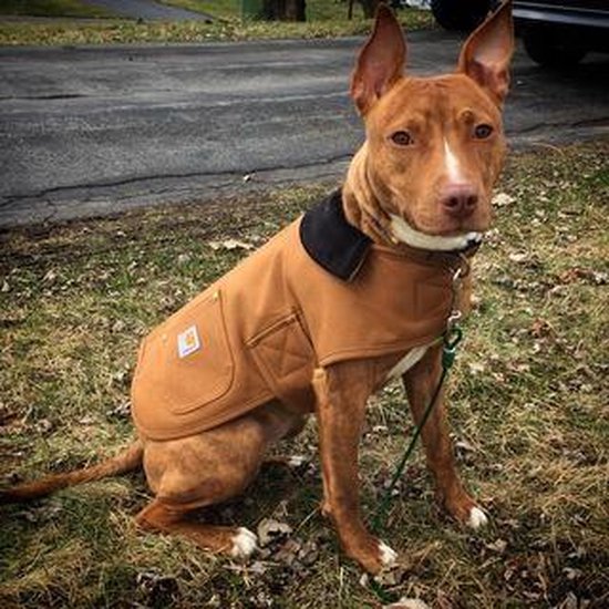 Manteau de corvée pour chien | bol.com