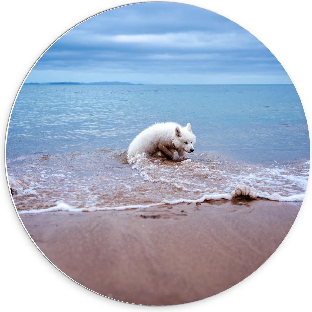 KuijsFotoprint Schilderij - Witte Hond In De Zee - Wit, Bruin En Beige - 70 X 70 Cm