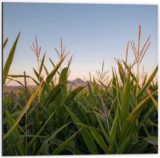 Dibond - Veld gevuld met Hoge Grassen - 50x50cm Foto op Aluminium (Met Ophangsysteem)