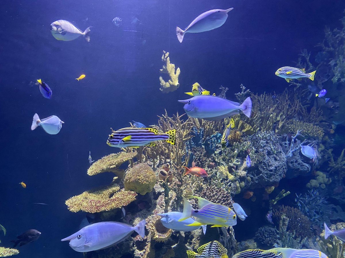 LED Aquariumverlichting | 7 Kleuren Onderdompelbare LED Verlichting
