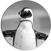 Dibond Wandcirkel - Zwart Witte Pinguïn  - 30x30cm Foto op Aluminium Wandcirkel (met ophangsysteem)