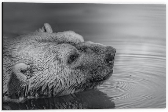 Dibond - Beer in het Water (Zwart - Wit) - 60x40cm Foto op Aluminium (Met Ophangsysteem)