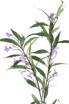 PTMD Garden flower green ruellia stem purple flowers