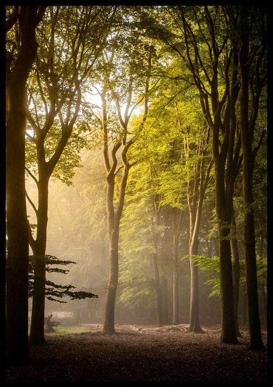 Poster One Two Tree - 50x70 cm - Natuur Poster - WALLLL