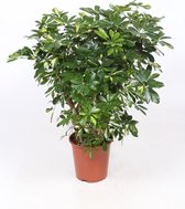 Kamerplant van Botanicly – Schefflera Arboricola Gold Capella – Hoogte: 100 cm