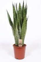 Kamerplant van Botanicly – Vrouwentongen – Hoogte: 80 cm – Sansevieria Zeylanica