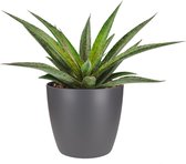 Cactus van Botanicly – Mangave Pineapple Express incl. sierpot antraciet als set – Hoogte: 15 cm