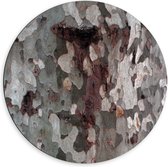 Dibond Wandcirkel - Schors van een Boom  - 60x60cm Foto op Aluminium Wandcirkel (met ophangsysteem)
