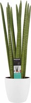 Sansevieria Cylindrica straight met Elho brussels white