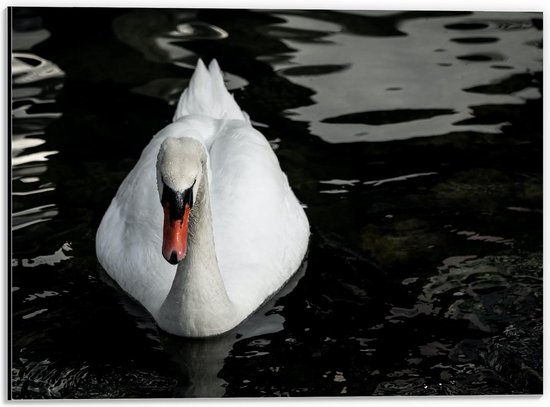 Dibond - Mooie Witte Gans in het Water - 40x30cm Foto op Aluminium (Met Ophangsysteem)