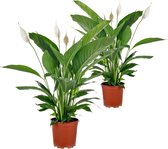 2x Spathiphyllum 'Bingo Cupido' - Lepelplant - Kamerplant - Luchtzuiverend - ⌀17 cm - 65-75 cm