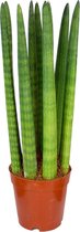 Sansevieria 'Straight' per stuk | Kamerplant in kwekerspot ⌀12 cm - ↕25-35 cm