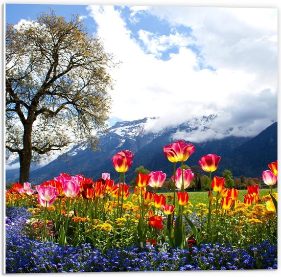 Forex - Champ de tulipes magiques au grand arbre et aux Montagnes - Photo 50x50cm sur Forex