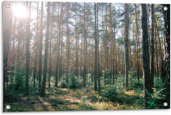 Tuinposter – Bos vol Bomen - 90x60cm Foto op Tuinposter  (wanddecoratie voor buiten en binnen)