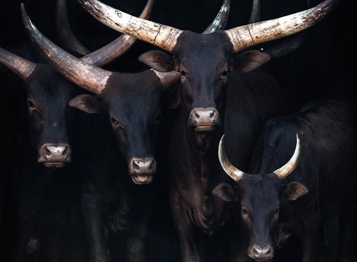 Ankole Watusi Art - 90cm x 60cm - Dieren Fotokunst op Plexiglas Schilderij - Acrylglas Wanddecoratie
