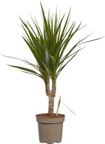 Plantjescoren.nl Dracaena Marginata Pot Ø 11 cm