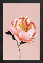 JUNIQE - Poster in houten lijst Coral Peony -20x30 /Roze