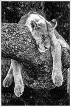 JUNIQE - Poster met kunststof lijst Rustende leeuw -13x18 /Wit & Zwart
