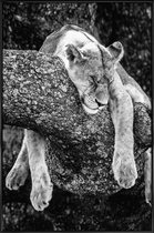 JUNIQE - Poster in kunststof lijst Rustende leeuw -60x90 /Wit & Zwart