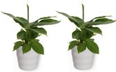 2x Kamerplant Musa Tropicana - Bananenplant - ± 30cm hoog - 12cm diameter - in witte pot