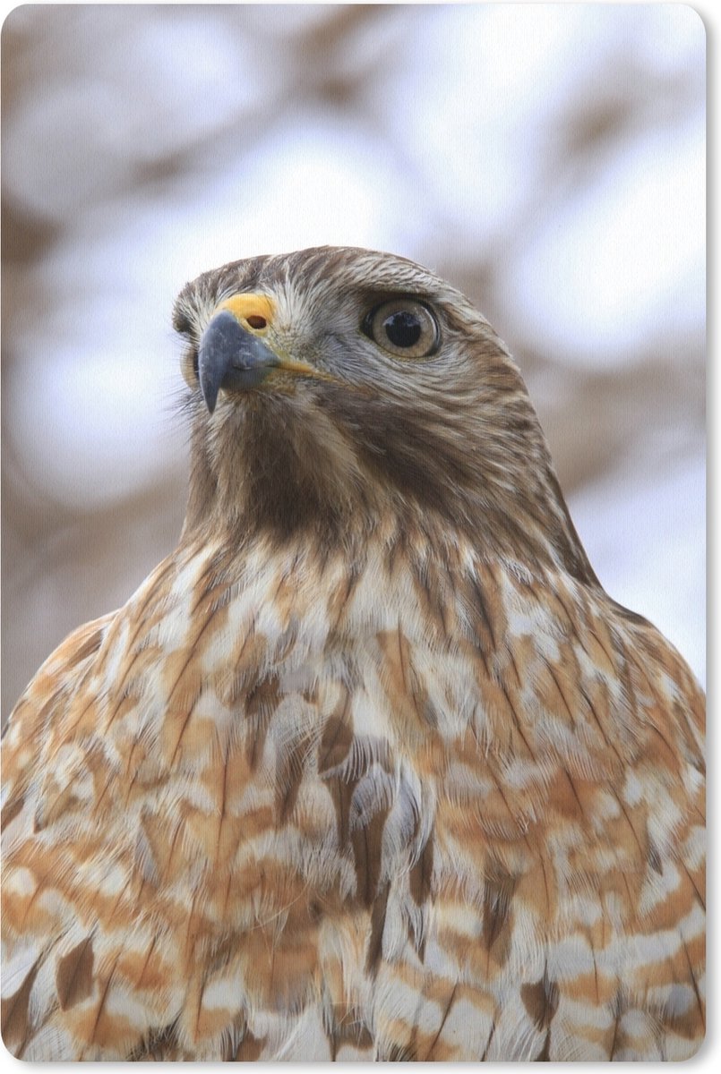 Muismat Buizerd - Close-up van een buizerd muismat rubber - 18x27 cm - Muismat met foto