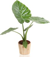 e-bloom Alocasia Macrorrhiza - Olifantsoor in houten pot
