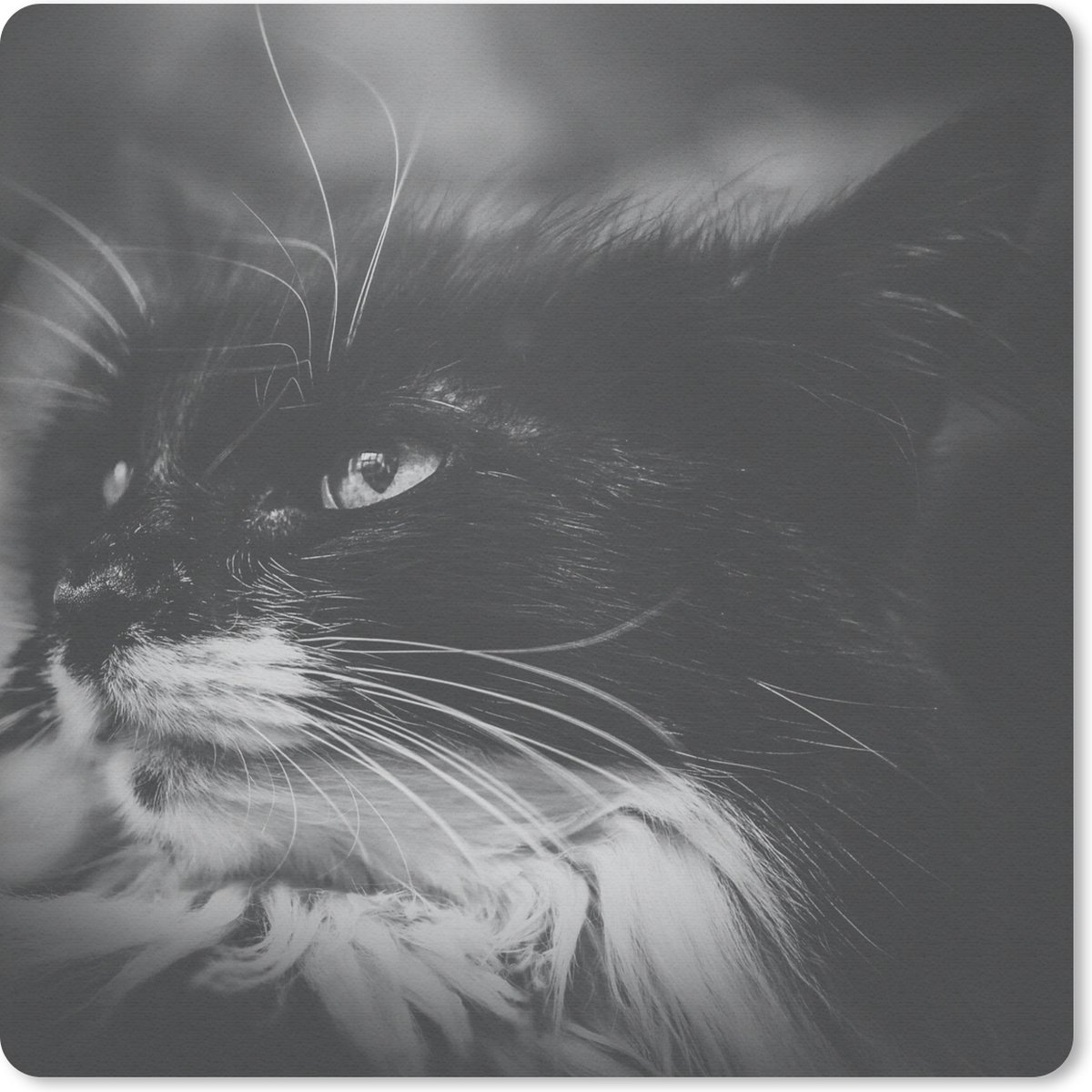 Muismat Dierenprofielen in Zwart-Wit - Dierenprofiel opzij kijkende kat in zwart-wit muismat rubber - 20x20 cm - Muismat met foto