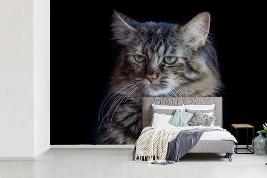 Papier peint vinyle - Chat Maine Coon avec fond noir largeur 450 cm x hauteur 300 cm - Tirage photo sur papier peint (disponible en 7 tailles)
