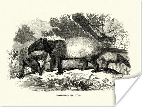 Illustration Dun Tapir Sur Une Colline En Poster Noir Et Blanc 160x120 Cm Tirage 