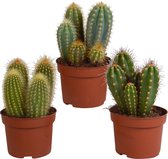 Cereus mix | 3 stuks | Ø 10,5 cm |  18-23 cm