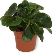 Kamerplant Begonia Red Ruby - ± 20cm hoog - 12cm diameter
