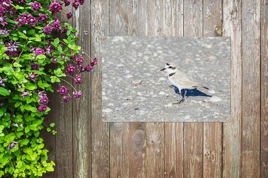 Kentish plover on a stone beach Garden poster 60x40 cm - small - Toile de jardin / Toile d'extérieur / Peintures pour l'extérieur (décoration de jardin)