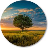 Boom onder een bewolkte hemel tijdens een zonsondergang - Muurcirkel Forex 80cm | Wandcirkel voor binnen - Besteposter - Landschap - Natuur