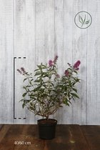 10 stuks | Vlinderstruik 'Pink Delight' Pot 40-60 cm - Bladverliezend - Bloeiende plant - Geurend - Informele haag - Insectenlokkend