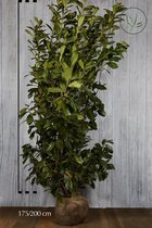 5 stuks | Laurier 'Novita' Kluit 175-200 cm Extra kwaliteit - Bloeiende plant - Grootbladig - Snelle groeier - Vruchtdragend - Wintergroen