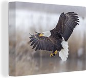 Hunting Bald Eagle 120x90 cm - Tirage photo sur toile (Décoration murale salon / chambre)