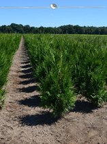 Levensboom Thuja plicata Martin 60-80 cm, 7x Haagplant