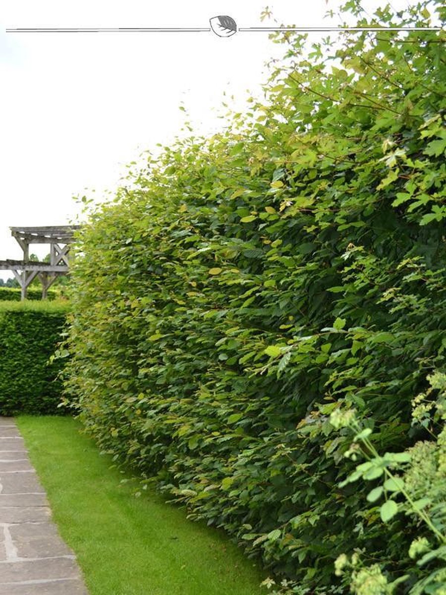 Haagbeuk Carpinus betulus 60-80 cm Blote wortel, 400x Haagplant