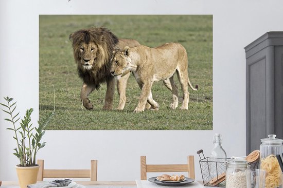 Stickers muraux - Film autocollant - Lion - Lionne - Herbe - 120x80 cm -  Film adhésif