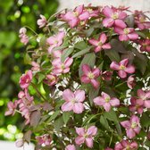 Clematis 'Fincent' paars - Winterhard- ↑ 65-75 cm - Pot-Ø 15 cm