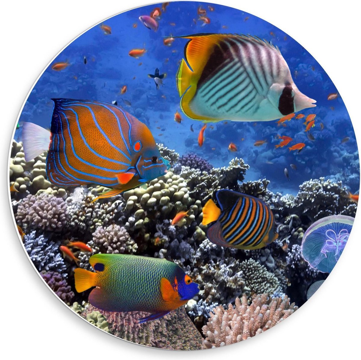 Forex Wandcirkel - Tropische Vissen in Aquarium - 50x50cm Foto op Wandcirkel (met ophangsysteem)