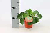 Kamerplant van Botanicly – Pannenkoekenplant – Hoogte: 15 cm – Pilea Peperomioides
