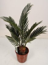 Kamerplant van Botanicly – Varenpalm – Hoogte: 40 cm – Cycas Revoluta