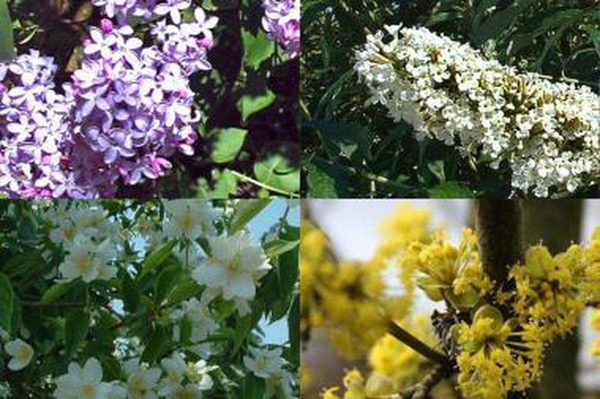 Plants Online - Haagplanten - Hoge bloeiende haag 2 - Pot 30-60 cm - set van 1 - Bladverliezend - Bloeiende plant - Groeit breed uit - Informele haag
